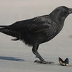 American Crow